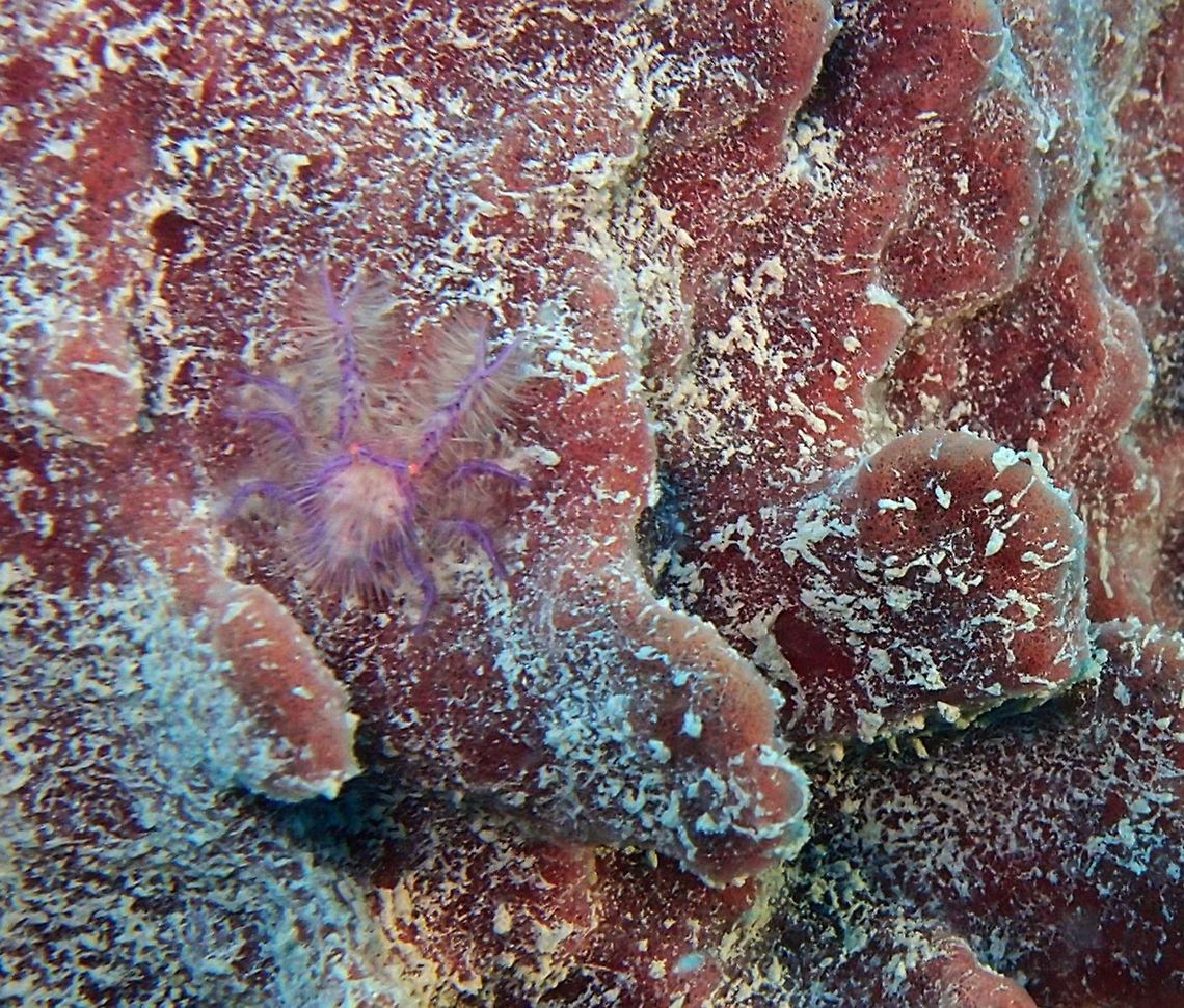 Hairy Squat Lobster Only 1.5 cm long, very small. It has creamy colored hairs and is translucent pink to purple with red eyes. Inhabits Giant Barrel Sponges. Seen in Mel&#039;s rock, Lankayan Island, Sabah (Borneo). Fall,Geotagged,Hairy squat lobster,Lauriea siagiani,Malaysia
