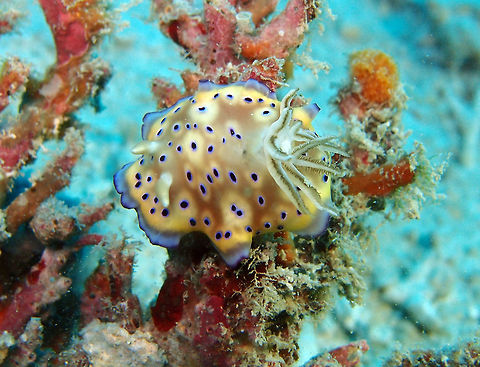 Kuniei's Chromodoris Size to 7.5 cm. Pale yellow with purple spotsringed with lavender. Wide purple marginal band.
Mel's Rock, Lankayan Island, Sabah, Borneo.        Fall,Geotagged,Goniobranchus kuniei,Malaysia