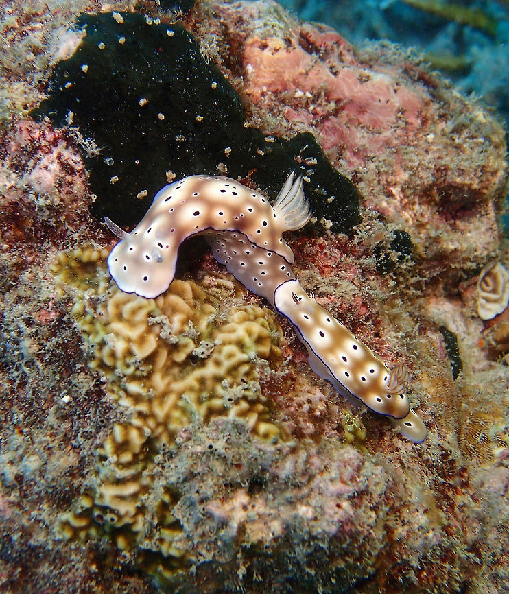 Hypselodoris tryoni To 6 cm long. Creamy brown with white rings surrounding black spots. Purple matle edge with wide white submargin.   Seen in Mel's rock, Lankayan island, Sabah (Borneo). Fall,Geotagged,Goniobranchus leopardus,Hypselodoris tryoni,Malaysia