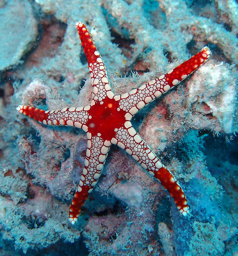 Necklace/Pearl Sea Star-Fromia monilis This sea star can reach a diameter of about 30 cm. Tips of the arms and the disc center are bright red, while the remaining parts are paler, forming large plates. Mel&#039;s Rock in Lankayan Island, Sabah, Borneo Fall,Fromia monilis,Geotagged,Malaysia