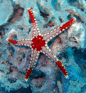 Necklace/Pearl Sea Star-Fromia monilis This sea star can reach a diameter of about 30 cm. Tips of the arms and the disc center are bright red, while the remaining parts are paler, forming large plates. Mel's Rock in Lankayan Island, Sabah, Borneo Fall,Fromia monilis,Geotagged,Malaysia