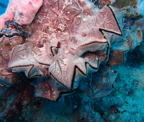 Cockscomb Oyster To 20 cm in size. Shell aperture deeply scalloped in even zigzag pattern. Shell usually covered with encrusting sponge of different colors. Attached to rocks, coral, wrecks and dock pilings. Leopard's Shark dive site in Lankayan Island, Sabah (Borneo).         Fall,Geotagged,Lopha cristagalli,Malaysia