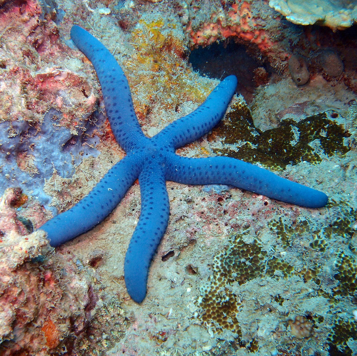 Blue Sea Star Is a blue 5-arm sea star sith darker blue spots quite common in tropical seas. Seen in Leopard&#039;s Shark dive site in Lankayan Island, Sabah (Borneo).     Fall,Geotagged,Linckia laevigata,Malaysia