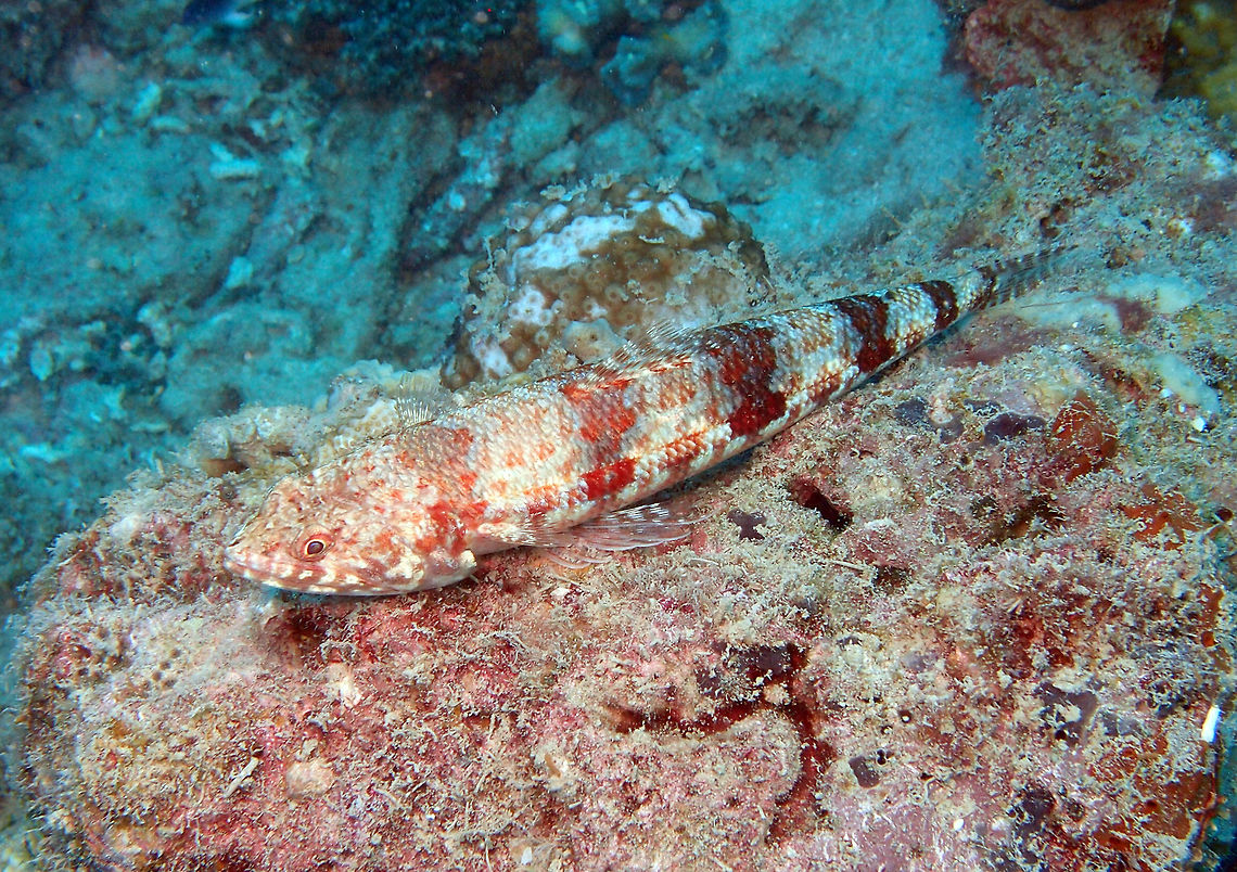 Reef Lizardfish To 24 cm. Gray brown to red with about six blotchy saddles. It usually stays put on top of a rock or coral. <br />
Reef 38, Lankayan Island, Sabah (Borneo).       Fall,Geotagged,Malaysia,Synodus variegatus,Variegated lizardfish