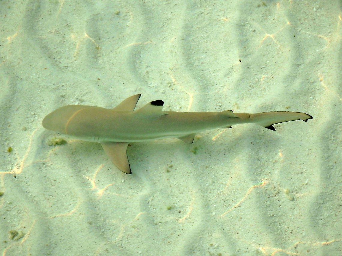 Blacktip Reef Shark To 180 cm. Brownish grey with white underside. Black tip on first, second dorsal fins and also anal and lower lobe of tail fins. These were juveniles hunting a school of fish next to the dock pier. Lankayan Island, Sabah (Borneo).<br />
 Blacktip reef shark,Carcharhinus melanopterus,Fall,Geotagged,Malaysia