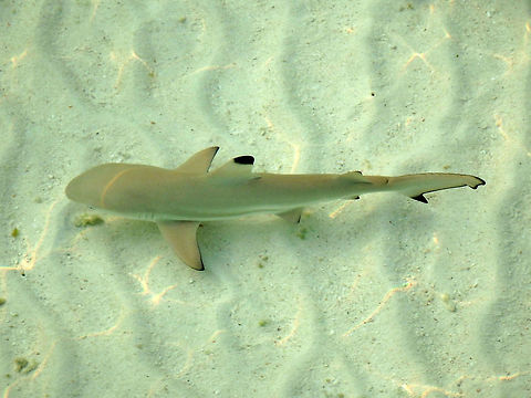 Blacktip Reef Shark To 180 cm. Brownish grey with white underside. Black tip on first, second dorsal fins and also anal and lower lobe of tail fins. These were juveniles hunting a school of fish next to the dock pier. Lankayan Island, Sabah (Borneo).
 Blacktip reef shark,Carcharhinus melanopterus,Fall,Geotagged,Malaysia
