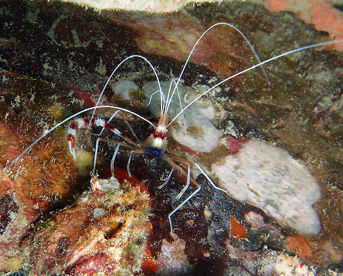 Banded Coral Shrimp Up to 5 cm. White with red head and two dark red body bands. Red banding on claw arms (I think it is missing one of these arms!). Seen in Cement Wreck, Lankayan Island, Sabah (Borneo). Fall,Geotagged,Malaysia,Stenopus hispidus