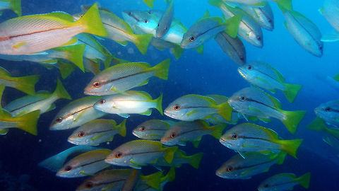 Brownstripe snapper Up to 40 cm. Whitish with diagonal brownish lines above lateral line and horizontal below. Yellow to brown or black stripe from eye to base of tail. School seen in Cement Wreck dive site in Lankayan Island, Sabah (Borneo).      Fall,Geotagged,Lutjanus vitta,Malaysia