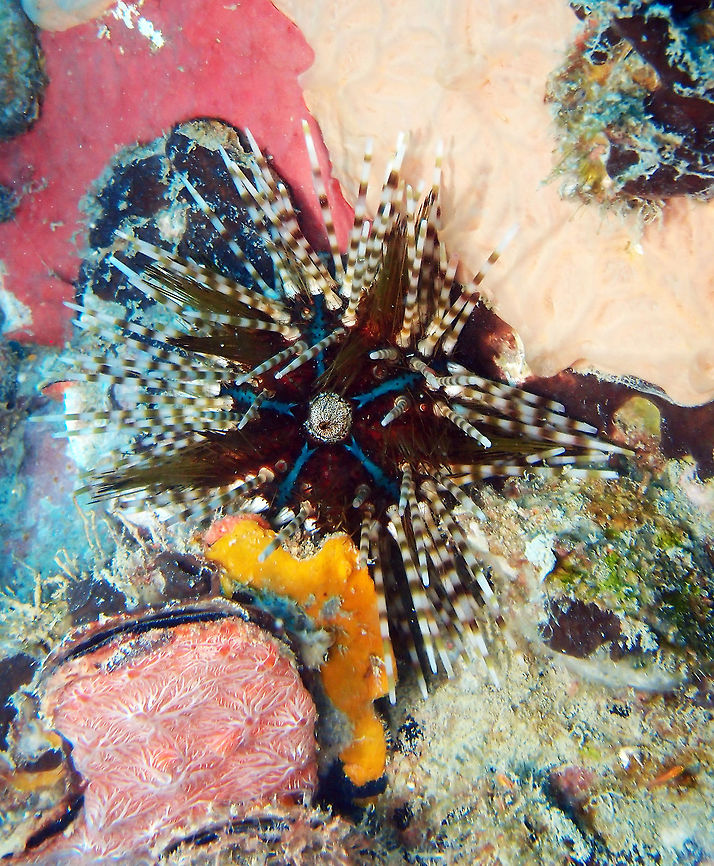 Banded/Double-spined Sea Urchin Size up to 20 cm. Darkspherical body with a blue star-shaped pattern. Long, white-ended banded spines and short venomous reddish spines in the center and in between the long ones. Seen in the Cement Wreck in Lankayan Island, Sabah (Borneo).  Double spined urchin,Echinothrix calamaris,Fall,Geotagged,Malaysia