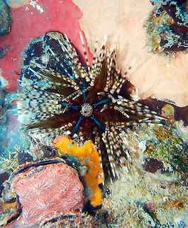 Banded/Double-spined Sea Urchin Size up to 20 cm. Darkspherical body with a blue star-shaped pattern. Long, white-ended banded spines and short venomous reddish spines in the center and in between the long ones. Seen in the Cement Wreck in Lankayan Island, Sabah (Borneo).  Double spined urchin,Echinothrix calamaris,Fall,Geotagged,Malaysia