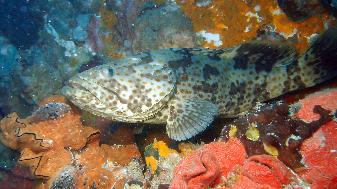 Orange-Spotted Grouper It is listed as commercial fish in the island of Lankayan and is often seen in the different dive sites of the area. It can grow up to 95 cm and is tan to dark grey brown with numerous orange spots on head, body and fins. It has 4 irregular ladder of H-shaped dark bars and 3-4 blackfish saddles on back. Epinephelus coioides,Fall,Geotagged,Malaysia,Orange-spotted grouper