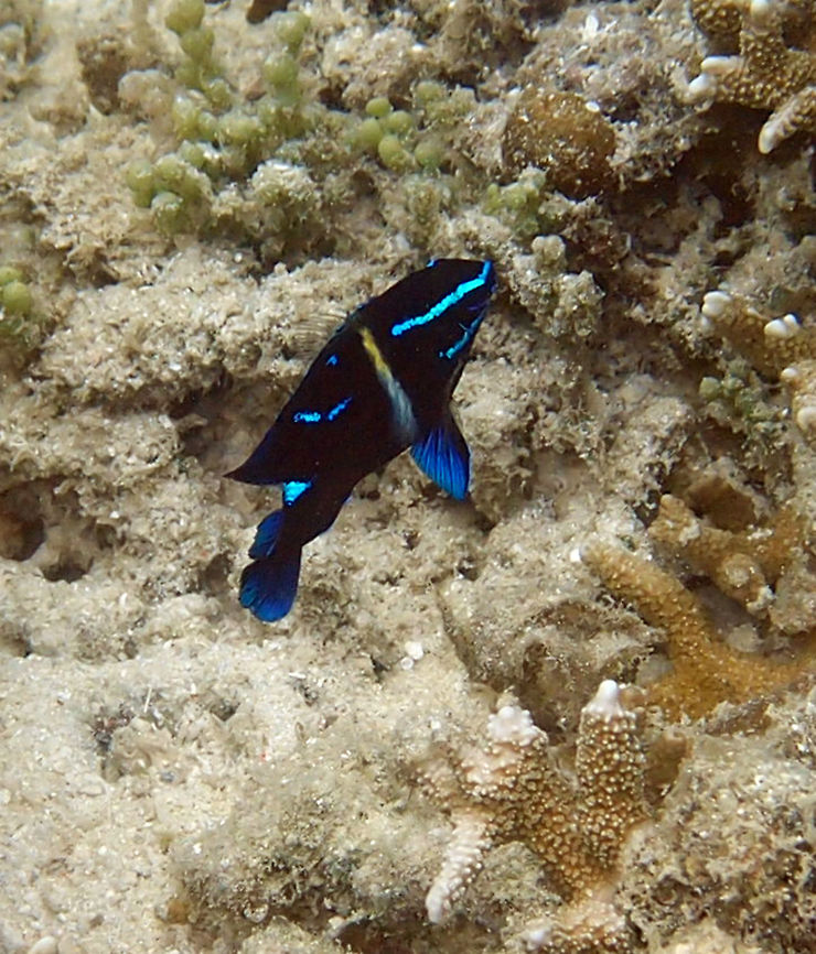 Javanese Damsel Juvenile The juvenile is only 3-5 cm long and has a thin black body with neon-blue lines on head, middle of dorsal fin and upper tail base. It also has a yellow to white bar crossing the mid body. The adult is quite different. it reaches 14 cm and is mostly gray with black scale outlines and blackish fins. Seen while snorqueling in the shoreline of Lankayan Island, Sabah (Borneo).      Fall,Geotagged,Malaysia,Neoglyphidodon oxyodon