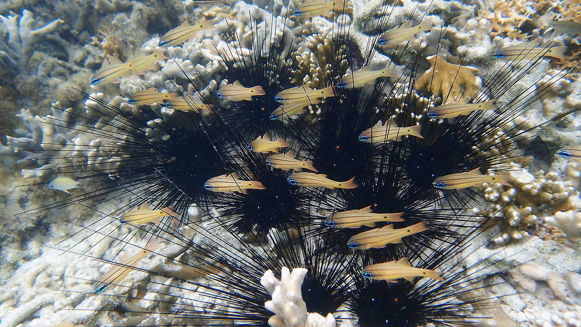 Spotted-gilled cardinalfish -Ostorhinchus/Apogon chrysopomus 10 cm long, yellow with blue eyes and two black bands along the body. Black spot right before the tail fins.<br />
Seen while snorqueling in the shoreline of Lankayan Island. Often they hide among the spines of sea urchins. Fall,Geotagged,Malaysia,Ostorhinchus chrysopomus,Spotted-gill Cardinalfish