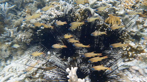 Spotted-gilled cardinalfish -Ostorhinchus/Apogon chrysopomus 10 cm long, yellow with blue eyes and two black bands along the body. Black spot right before the tail fins.
Seen while snorqueling in the shoreline of Lankayan Island. Often they hide among the spines of sea urchins. Fall,Geotagged,Malaysia,Ostorhinchus chrysopomus,Spotted-gill Cardinalfish