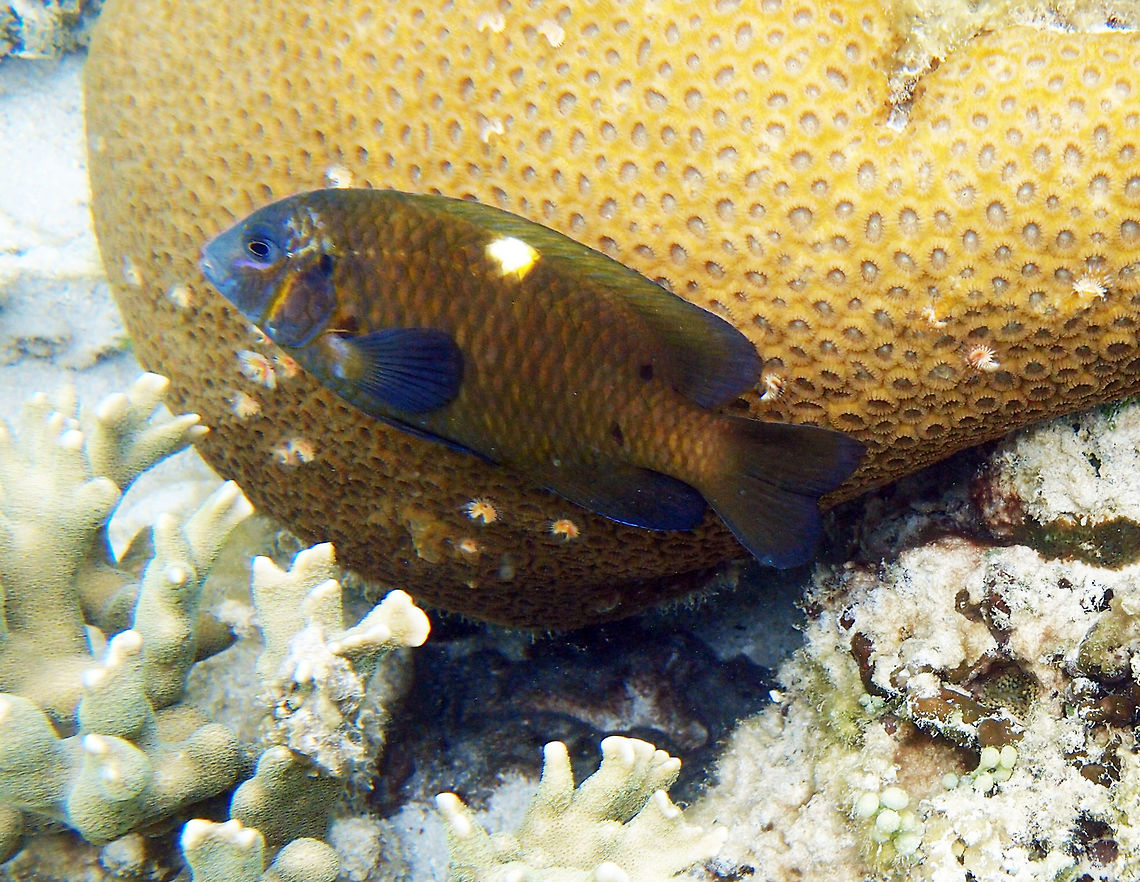 MONARCH DAMSEL- Dischistodus pseudochrysopoecilus Up to 16 cm. This is the adult, which is dark brown, almost black with blue streak on each scale. It has blue lines and spots on head, a conspicuous white spoton middle of upper back. Seen in the shores of Lankayan, Sabah (Borneo). Dischistodus pseudochrysopoecilus,Fall,Geotagged,Malaysia,Monarch Damselfish,fish,monarch damsel