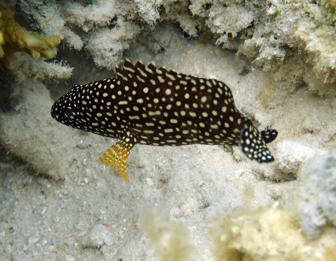 Speckled-Fin grouper juvenile The juvenile is 5-12 cm (it grows up to 35 cm and changes coloration as adult). Dark brown with numerous white spots on head, body and fins. Seen in the shores of Lankayan Island, Sabah (Borneo). Epinephelus ongus,Fall,Geotagged,Honeycomb grouper,Malaysia