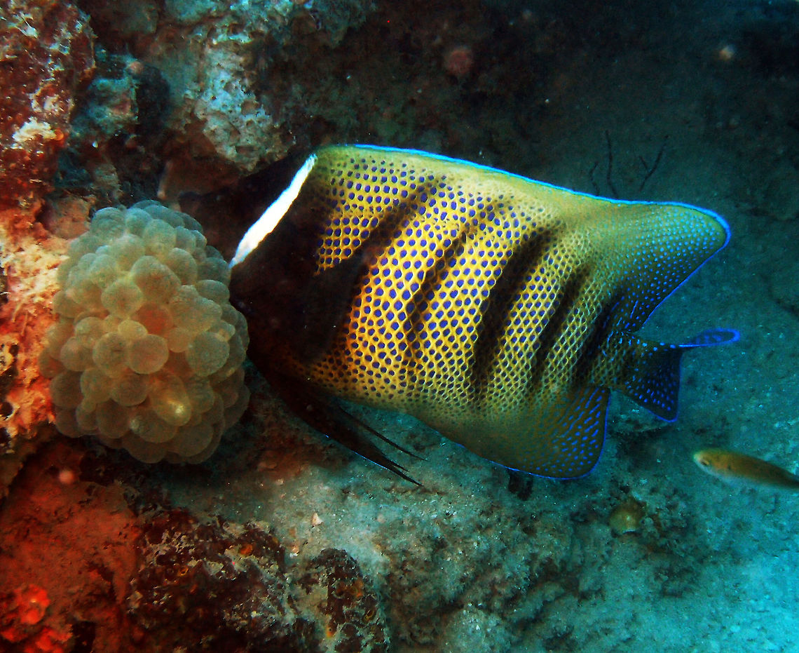 Sixbar Angelfish It grows up to 46 cm long. Is tan with blue scale centers and 6 dark bars. Head dark blue with white bar behind the eye. Blue spotting in dorsal, anal and tail fins.<br />
Mel&#039;s Rock in Lankayan Island, Sabah (Borneo). Fall,Geotagged,Malaysia,Pomacanthus sexstriatus,Sixbar angelfish