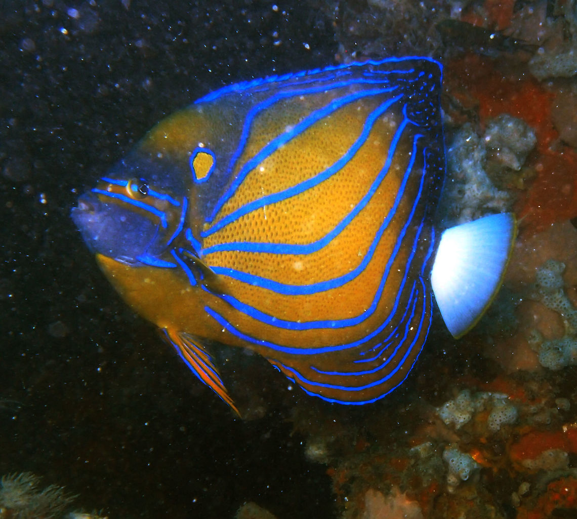 Blue-Ringed Angelfish It grows to 45 cm. Is orangish brown with upward curving blue bands. White tail. Blue ring above pectoral fin, and numerous blue markings of head. Seen in Cement Wreck, Lankayan Island, Sabah (Borneo). Blue ring angelfish,Fall,Geotagged,Malaysia,Pomacanthus annularis