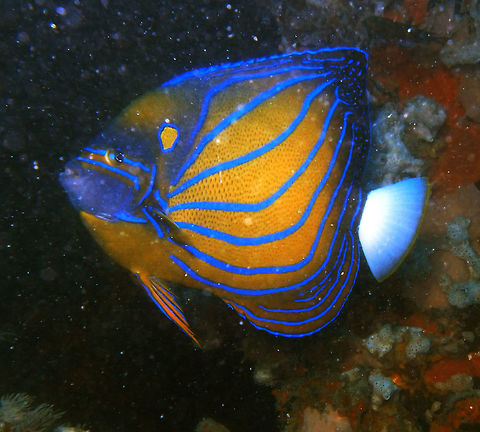 Blue-Ringed Angelfish It grows to 45 cm. Is orangish brown with upward curving blue bands. White tail. Blue ring above pectoral fin, and numerous blue markings of head. Seen in Cement Wreck, Lankayan Island, Sabah (Borneo). Blue ring angelfish,Fall,Geotagged,Malaysia,Pomacanthus annularis