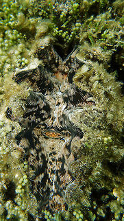 'Hippopus hippopus - the Bear Paw Clam Can grow to 60 cm. Smooth shell with 5-6 strongly projecting vertical folds. Mantle with colorful striped pattern of wavy lines or spots. Seen while snorqueling in the shore of Lankayan Island, Sabah (Borneo): Bear paw clam,Fall,Geotagged,Hippopus hippopus,Malaysia