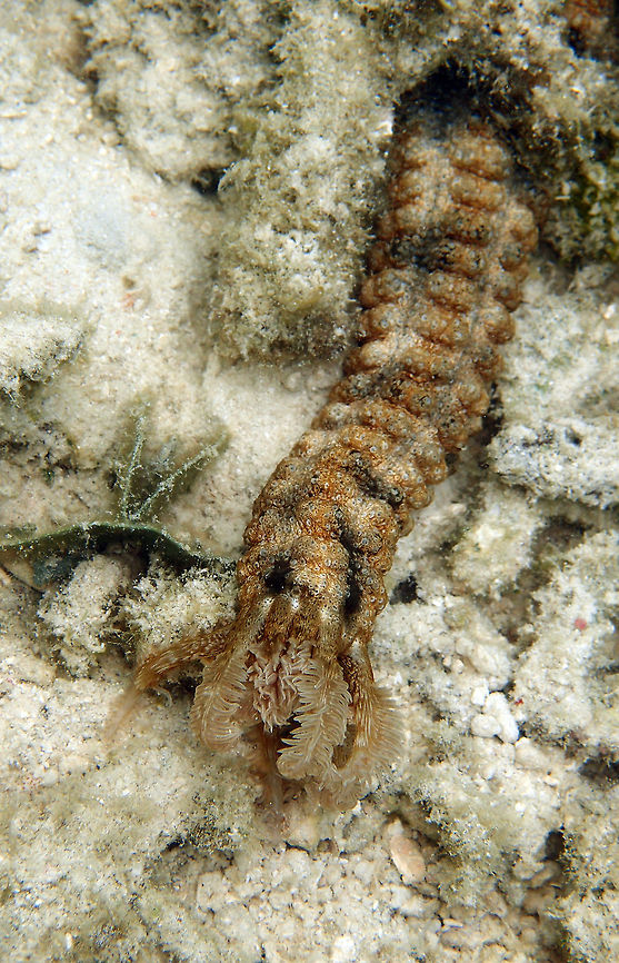 Lion's Paw Sea Cucumber - Euapta godeffreyi To 40 cm long. Translucent white to cream cyclindrical body with black lines between five rows of bulbous, bead-like knobs. Occasional brownish banding. Ten pinnate feeding tentacles.<br />
Seen while snorqueling in Lankayan shoreline (Sabah, Borneo). Euapta godeffroyi,Fall,Geotagged,Lion's Paw Sea Cucumber,Malaysia,lion's paw sea cucumber
