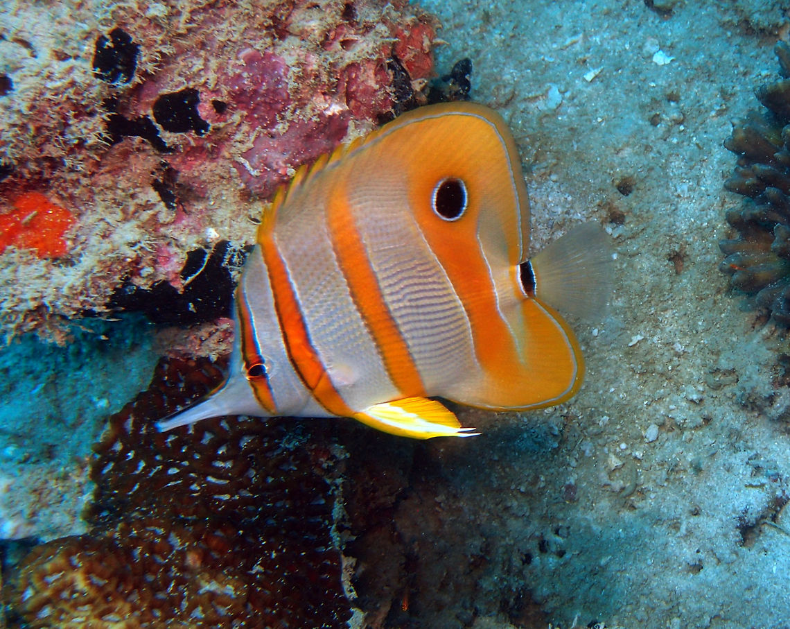 Long-Beaked Coralfish To 20 cm. Silvery white with three orange bars and narrow orange eye bar.  Ocellated spot on rear dorsal fin. Long beak-like snout. White tail with black bar in its base. Seen at dive site Goby&acute;s Rock in Lankayan Island, Sabah (Borneo). Chelmon rostratus,Copperband butterflyfish,Fall,Geotagged,Malaysia