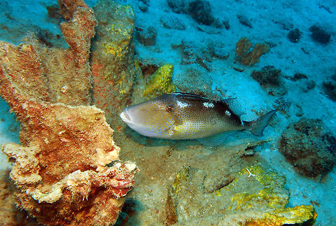 Starry Triggerfish Protecting its nest. About 60 cm long and grayish undercolor with yellow-brown network. 3-4 alternating blackish and white blotches on back. Narrow tail base. Seen in Goby´s Rock, Lankayan, Sabah (Borneo). Abalistes stellatus,Fall,Geotagged,Malaysia