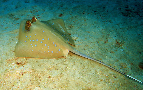 Blue-Spotted Stingray Up to 50 cm. Brown to olive with blue spots and small black spots. Short pointed snout and sharply rounded "wings". Tapering tail as long or longer than diameter of disc and marked with white bars. Seen in a sandy bottom area of the dive site Goby's Rock in Lankayan Island, Sabah (Borneo). Bluespotted stingray,Fall,Geotagged,Malaysia,Neotrygon kuhlii