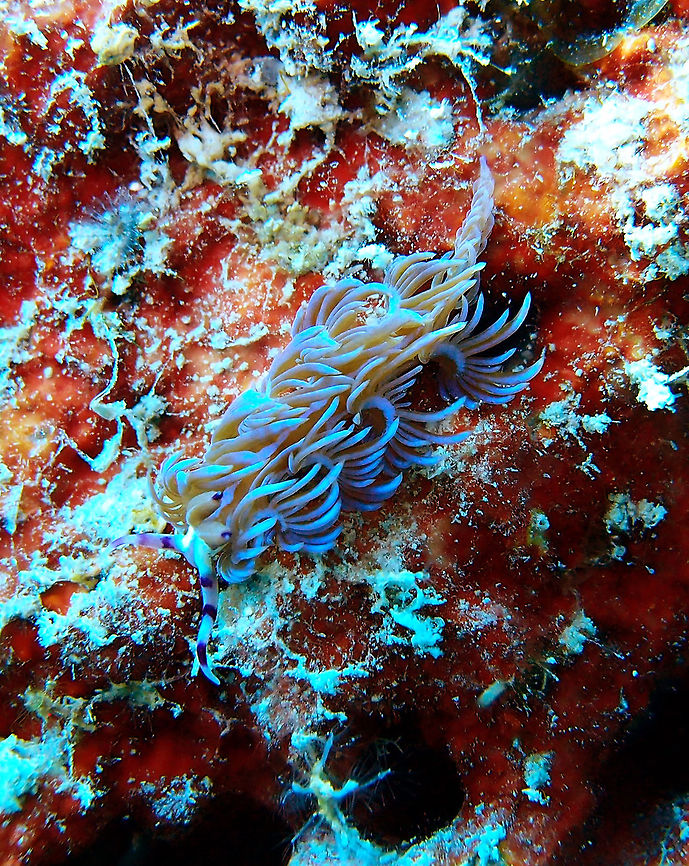 Chinese Dragon Nudibranch Is an aeolid nudibranch, very elongated (7 cm), with many clusters of medium-large sized cerata along the length of the body. The fat rhinophores and the long cephalic tentacles have at least two dark purple bands that stand out. The tips of the cerata contain nematocysts. Seen in Goby&#039;s Rock dive site in Lankayan Island, Sabah (Borneo). Fall,Geotagged,Malaysia,Pteraeolidia ianthina