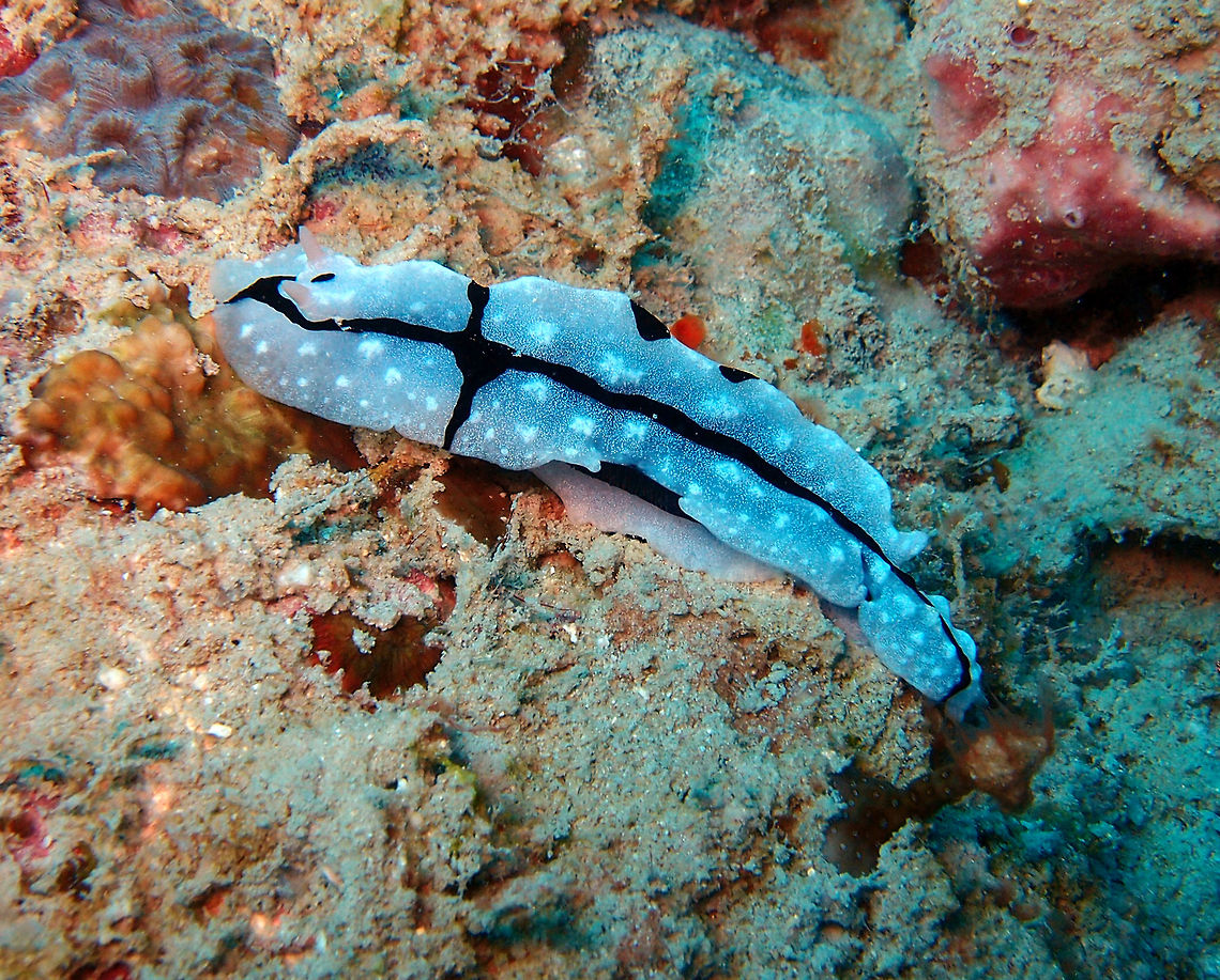 Shireen's Phyllidiopsis Is a dorid nudibranch that can grow up to 11 cm. White with tall central ridge; scattered tubercles with white tips; two black longitudinal lines with few side branches. Pink rhinophores. Seen in Goby&#039;s Rock dive site, Lankayan Island, Sabah (Borneo).       Fall,Geotagged,Malaysia,Phyllidiopsis shireenae