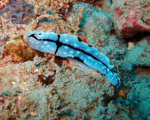 Shireen's Phyllidiopsis Is a dorid nudibranch that can grow up to 11 cm. White with tall central ridge; scattered tubercles with white tips; two black longitudinal lines with few side branches. Pink rhinophores. Seen in Goby's Rock dive site, Lankayan Island, Sabah (Borneo).       Fall,Geotagged,Malaysia,Phyllidiopsis shireenae
