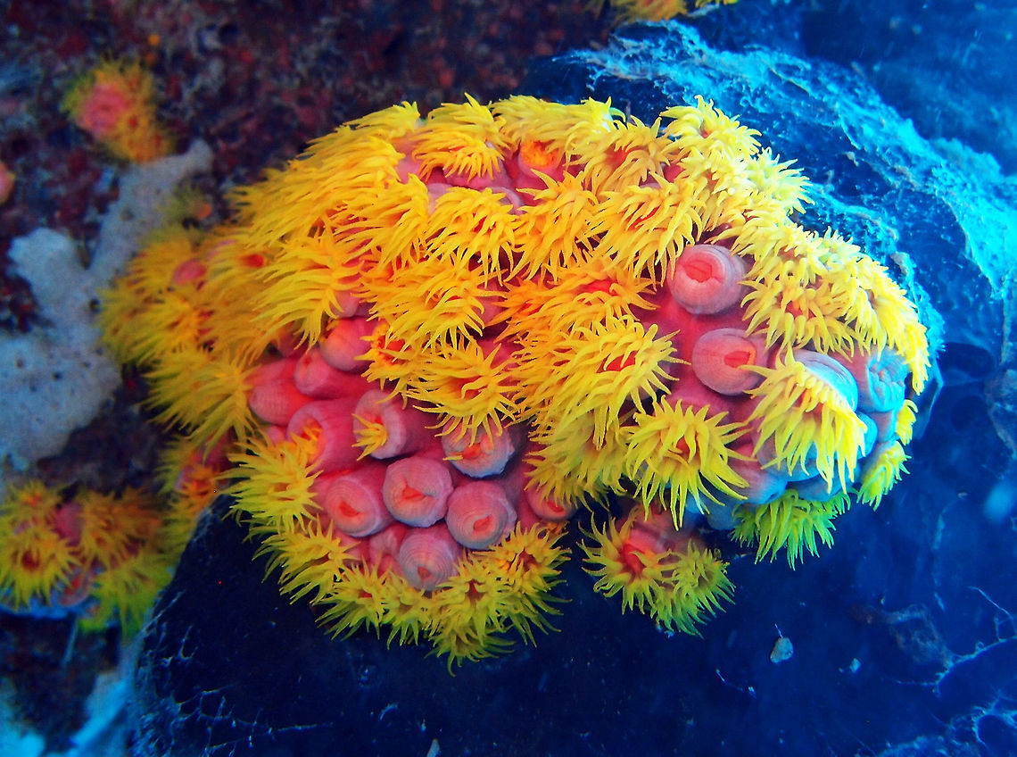 Orange/Sun Cup Coral Orange cup coral or sun coral (Tubastrea faulkneri) is a large polyp stony coral (LPS) from the family Dendrophyliidae. The name Tubastrea is broken down from Latin: tubus, meaning tube, and astron, meaning star. The name likely reflects the skeletal structure of the coral, which is like a tube, and the polyp at the tip which is shaped somewhat like a star. Often in the wild you will find orange cup or sun corals upside down near the entrances of caves or within sunken ships. This position serves two purposes in that it helps the animal trap planktonic food and also prevents debris such as sand from accumulating on the coral.<br />
Habitat: Goby&#039;s Rock. Lankayan Island, Sabah. Fall,Geotagged,Malaysia,Orange cup coral,Tubastrea faulkneri