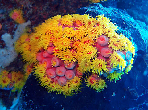 Orange/Sun Cup Coral Orange cup coral or sun coral (Tubastrea faulkneri) is a large polyp stony coral (LPS) from the family Dendrophyliidae. The name Tubastrea is broken down from Latin: tubus, meaning tube, and astron, meaning star. The name likely reflects the skeletal structure of the coral, which is like a tube, and the polyp at the tip which is shaped somewhat like a star. Often in the wild you will find orange cup or sun corals upside down near the entrances of caves or within sunken ships. This position serves two purposes in that it helps the animal trap planktonic food and also prevents debris such as sand from accumulating on the coral.
Habitat: Goby's Rock. Lankayan Island, Sabah. Fall,Geotagged,Malaysia,Orange cup coral,Tubastrea faulkneri