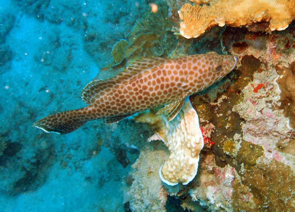 Snubnose grouper- Epinephelus macrospilos Size is to 43 cm. Dirty white with dark polygon-shaped brown spots covering head, body and fins. White margin on dorsal, anal and rounded tail fin.  Seen in Goby&#039;s Rock, Lankayan Island, Sabah (Borneo). Epinephelus macrospilos,Fall,Geotagged,Malaysia,Snubnose Grouper,grouper