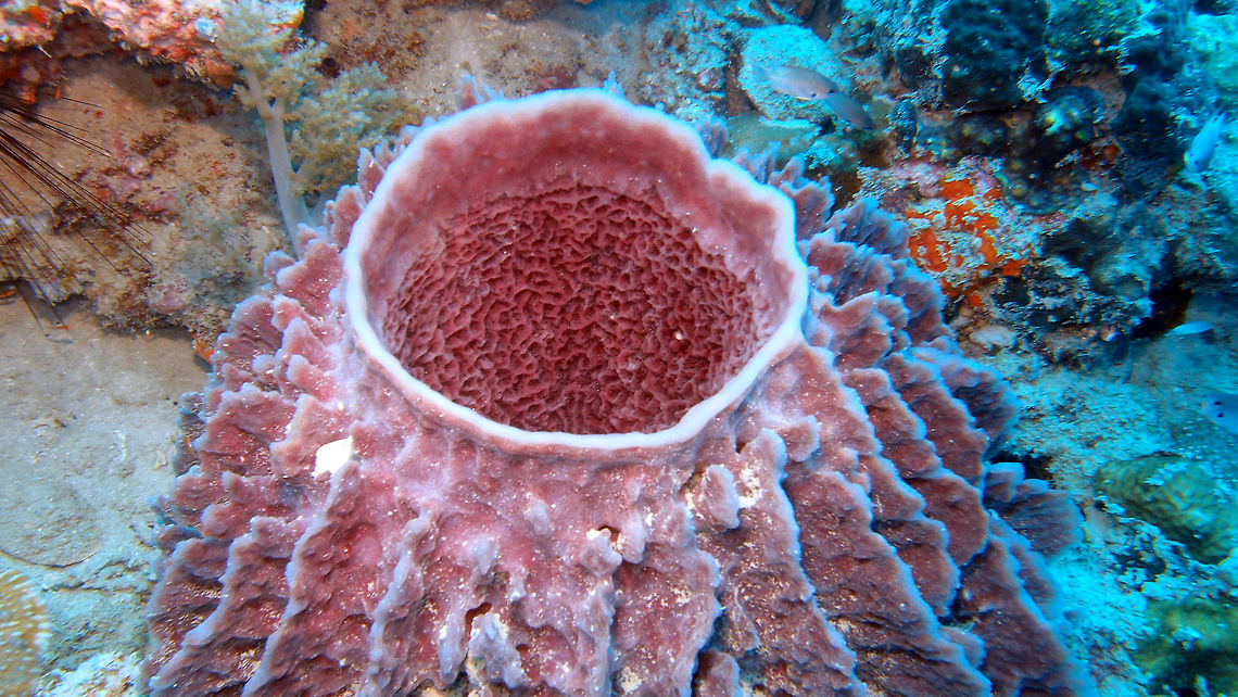 Barrel Sponge They can be up to 2m in size. Usually pink color.<br />
Habitat: Goby's Rock, Lankayan Island, Sabah. Fall,Geotagged,Malaysia,Xestospongia testudinaria
