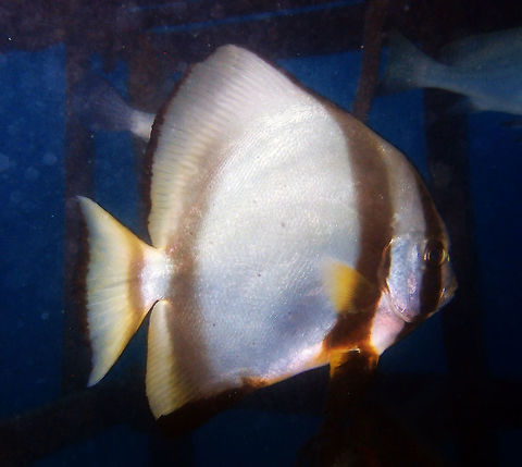Golden Spadefish- Platax boersii Size to 47 cm. Yellowy silver with dark to faint bar through eye and a second bar from nape to ventral fins.
Habitat: Seen in the House Reef of Lankayan during a night dive, Sabah.         Fall,Geotagged,Golden spadefish,Malaysia,Platax boersii,Spadefish