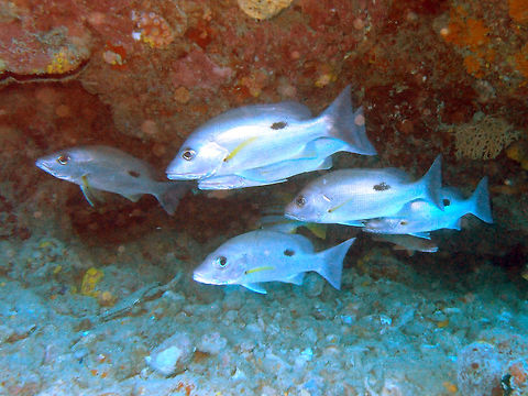 Russell's Snapper Snapper silvery white with black blotch on rear back. It can reach 28 cm and is often seen in groups. Seen in Goby's Rock, Lankayan Island, Sabah (Borneo).   Fall,Geotagged,Lutjanus russellii,Malaysia