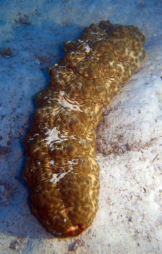 Brown Curryfish Sea Cucumber (Stichopus vastus) Yellowish brown, creased somewhat rectangular body with dark harlequin markings and a few short knob-like papillae. Can reach 36 cm long and inhabits sandy areas mixed with sea grasses. Seen duing a night dive in House Reef, Lankayan Island, Sabah.         Fall,Geotagged,Malaysia,Sea cucumber,Stichopus vastus