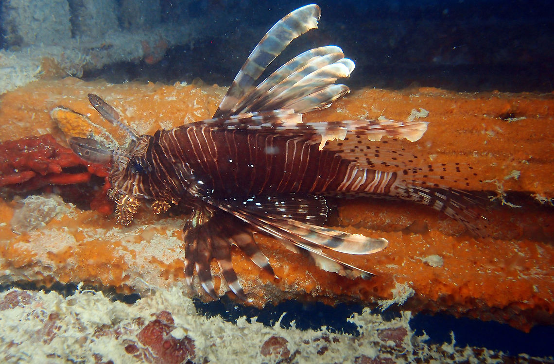 Red Lionfish It can grow to 38 cm long. It has numerous reddish to nearly black bands with white lines in between. Long feathered-like pectoral fin rays with light and dark bands, dark spotted dorsal, anal and tail fins. Seen during a night dive in House Reef, Lankayan Island, Sabah.    Fall,Geotagged,Malaysia,Pterois volitans,Red lionfish