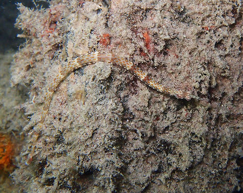 Orange-spotted Pipefish 11 cm with numerous dark-edged orange rectangular spots. White speckles and and widely spaced narrow whitish bars encircle the body. Long snout. Seen during a night dive in House Reef, Lankayan Island, Sabah. Corythoichthys ocellatus,Fall,Geotagged,Malaysia