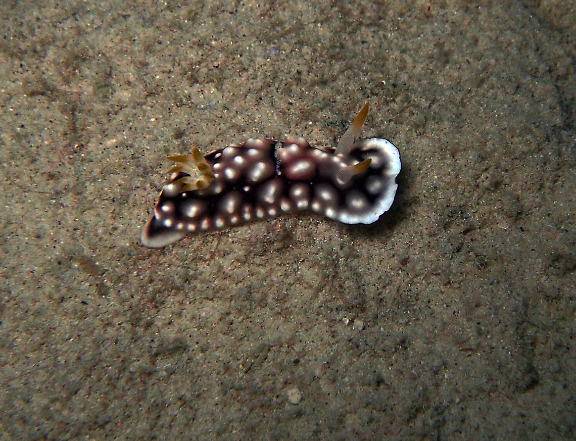Geometric Chromodoris 3.5 cm. White tubercles cover tan to lavender dorsum with varying networks of dark brown. White rhinophores and gills with yellow or green tips. Raise and lower front portion of mantle skirt as they crawl.<br />
Seen during night dive in House Reef, Lankayan Island, Sabah.      Fall,Geotagged,Goniobranchus geometricus,Malaysia