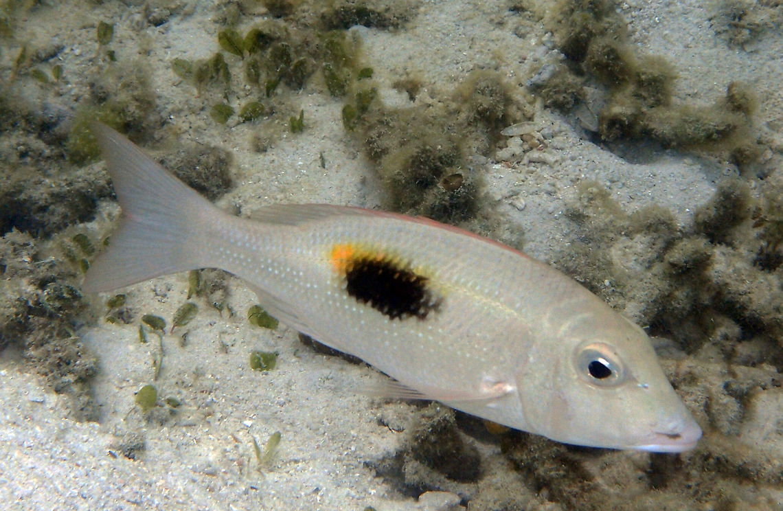 Thumbprint Emperor It is a species of emperor fish between 30-50 cm, olive-green in colour, becoming paler toward the belly. It has a characteristic large blotch on the sides. It is dark and elliptical, located directly under the lateral line. This blotch often has a yellow edge. There are occasionally pale blue dots around each nostril and bordering the lower rim of the eyes. The caudal fin is reddish or orange in colour. The pelvic, dorsal, and pectoral fins are all pinkish to white.The mouth is somewhat protractile with thick lips. Lankayan Island, shoreline.       Fall,Geotagged,Lethrinus harak,Malaysia