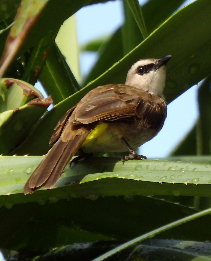 Yellow-Vented Bulbul 17.5 cm and as its name indicates it has a yellow vent, and brown back with white grey grey blotched throat and chest, dark line from beak to eye and long eyelashes.The head is white with a top brown line across it that gets tufted when the bird is excited.<br />
Habitat:<br />
<br />
Lankayan Island, Sabah.        Fall,Geotagged,Malaysia,Pycnonotus goiavier,Yellow-vented Bulbul