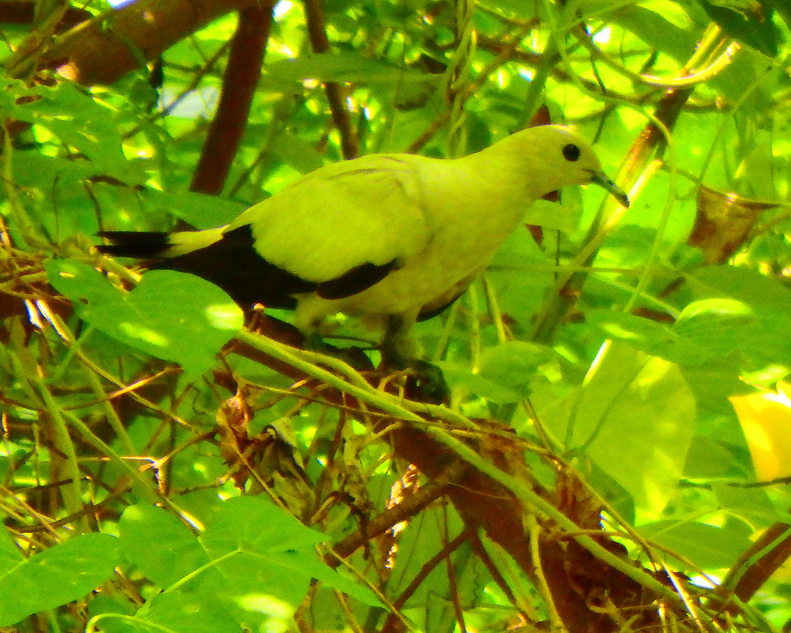 Pied Imperial Pigeon These pigeons can be up to 42 cm. They are nomadic and are sporadically found in all islands around Borneo. They can even fly to mainland to feed and return to the island to roost. They are actually white and black (the yellow tone in the picture is due to the tree shadow). Lankayan Island, Sabah.  Ducula bicolor,Fall,Geotagged,Malaysia,Pied imperial pigeon