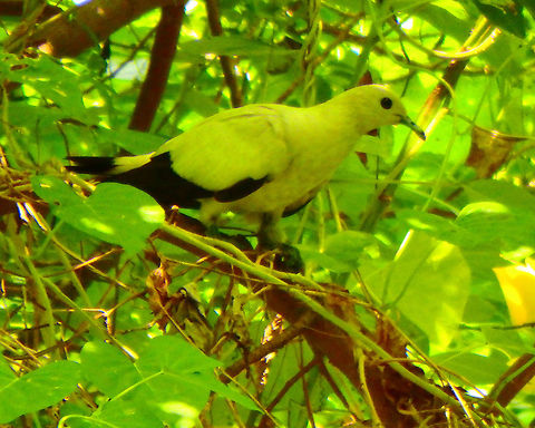 Pied Imperial Pigeon These pigeons can be up to 42 cm. They are nomadic and are sporadically found in all islands around Borneo. They can even fly to mainland to feed and return to the island to roost. They are actually white and black (the yellow tone in the picture is due to the tree shadow). Lankayan Island, Sabah.  Ducula bicolor,Fall,Geotagged,Malaysia,Pied imperial pigeon