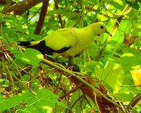 Pied Imperial Pigeon These pigeons can be up to 42 cm. They are nomadic and are sporadically found in all islands around Borneo. They can even fly to mainland to feed and return to the island to roost. They are actually white and black (the yellow tone in the picture is due to the tree shadow). Lankayan Island, Sabah.  Ducula bicolor,Fall,Geotagged,Malaysia,Pied imperial pigeon