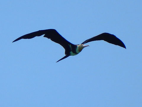 Lesser Frigate This exemplar is most likely a juvenile based on the yellow color of the head and neck which after a few years will turn progressively darker and develop a red throat which will be more pronounced in a male. In the guide I read that these birds need islands to roost as they cannot rest at the sea because their feathers get easily waterlogged. Island of Lankayan, Sabah. Fall,Fregata ariel,Geotagged,Lesser frigatebird,Malaysia