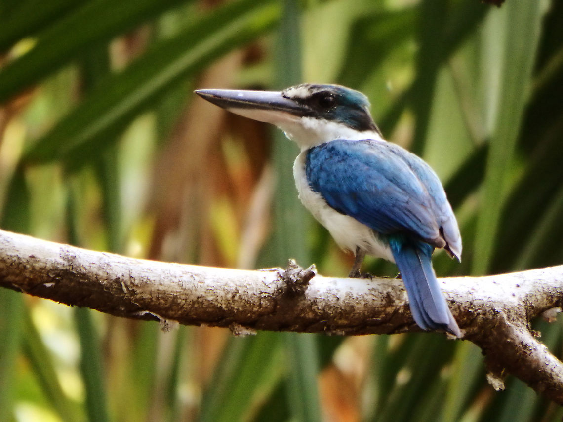 Collared Kingfisher 24 cm. It varies from blue to green above while the underparts can be white and it also has a white collar around the neck. Some races have a white or buff stripe over the eye while others have a white spot between the eye and bill. There may be a black stripe through the eye. The large bill is black with a pale yellow base to the lower mandible. Females tend to be greener than the males. Immature birds are duller than the adults with dark scaly markings on the neck and breast.<br />
Habitat: Lankayan Island, Sabah.  Fall,Geotagged,Malaysia,Todiramphus chloris,collared kingfisher