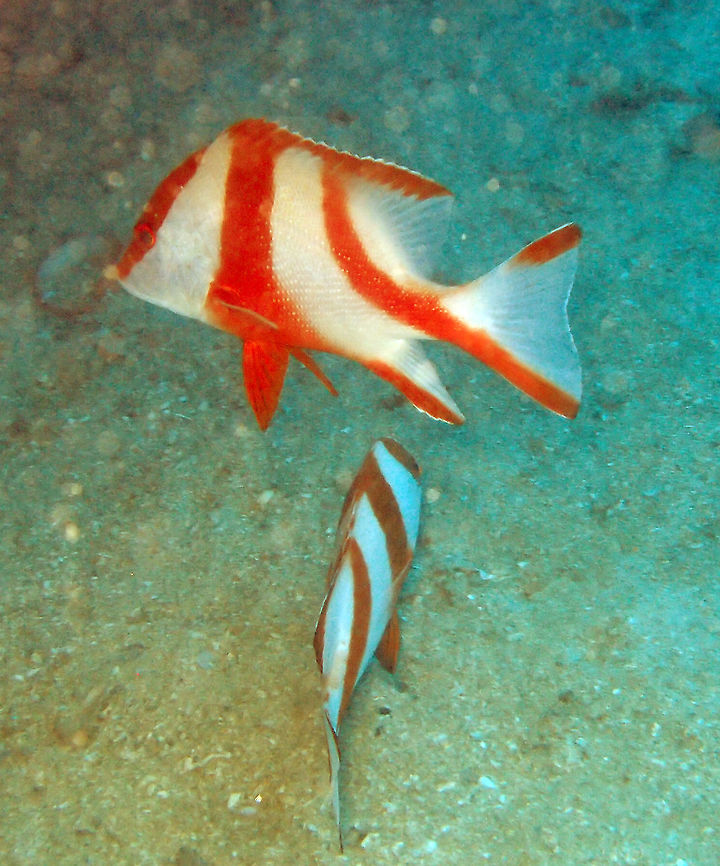 Emperor Red Snapper Size to 60 cm. The juveniles are red and white stripped but the adult is solid red.<br />
Seen in East Reef Wreck, Lankayan, Sabah.      Fall,Geotagged,Lutjanus sebae,Malaysia