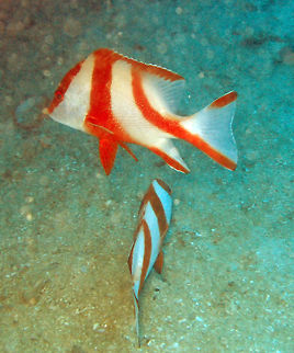 Emperor Red Snapper Size to 60 cm. The juveniles are red and white stripped but the adult is solid red.
Seen in East Reef Wreck, Lankayan, Sabah.      Fall,Geotagged,Lutjanus sebae,Malaysia